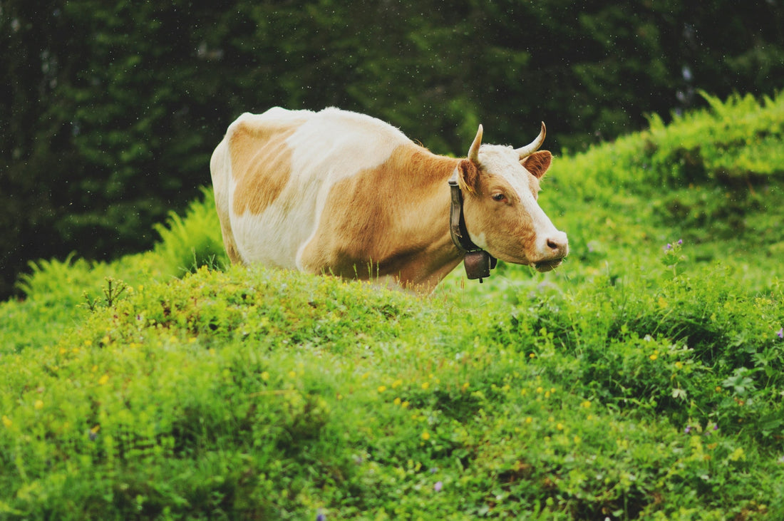 Grasgefütterte Rinder: Ein Unterschied für deine Gesundheit - Raw Animal