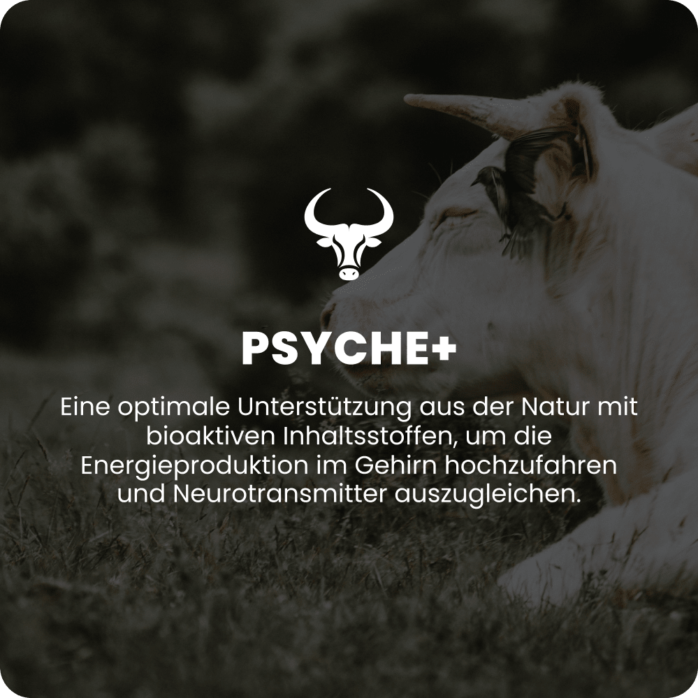 Psyche+ Übersicht